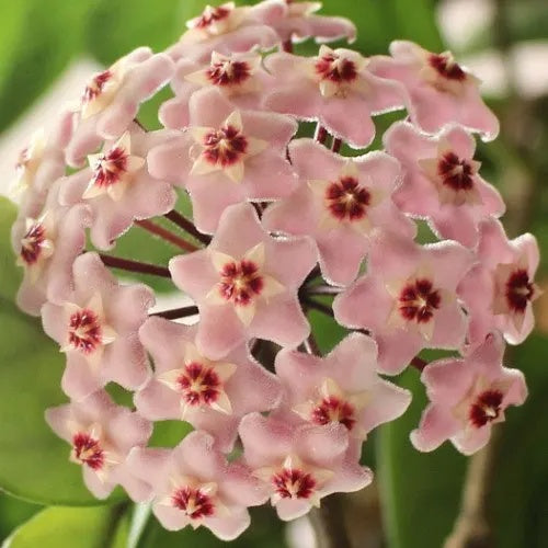 Hoya carnosa Seeds – Light Pink