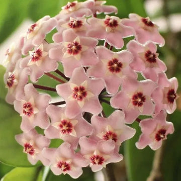 Hoya carnosa Seeds – Light Pink