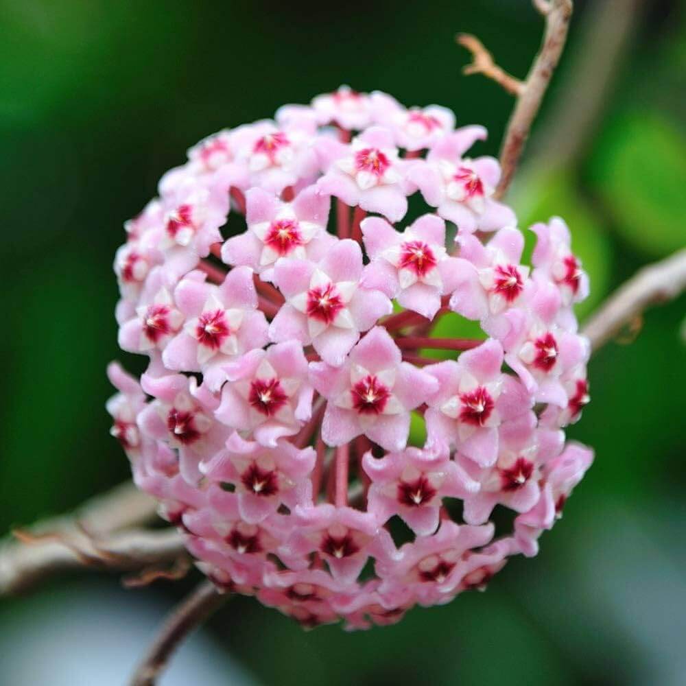 Hoya carnosa Seeds – Light Pink