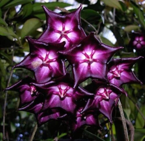 Hoya carnosa Seeds – Purple