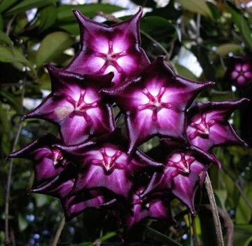 Hoya carnosa Seeds – Purple