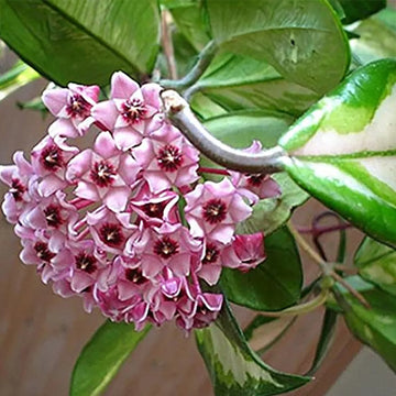 Hoya carnosa Seeds – Seasonal Bloomer