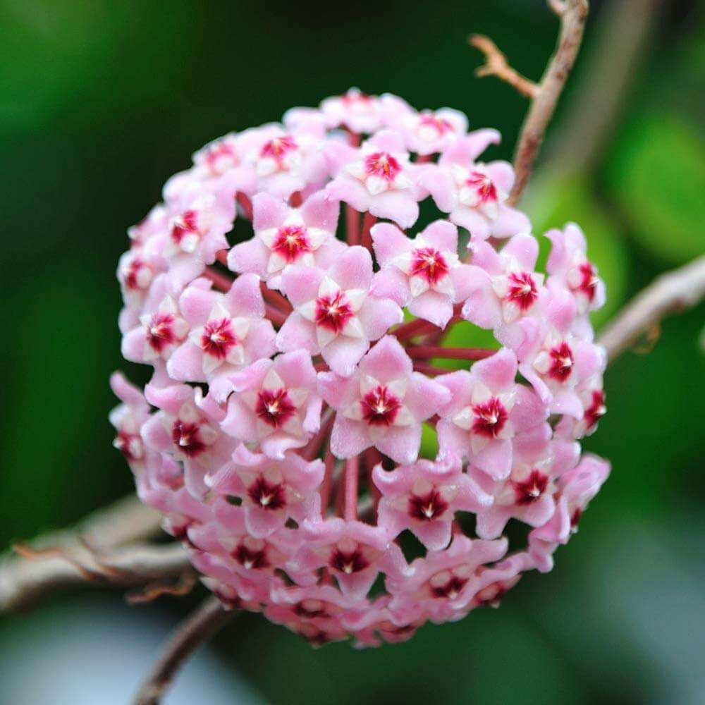 Hoya carnosa Seeds – Seasonal Bloomer