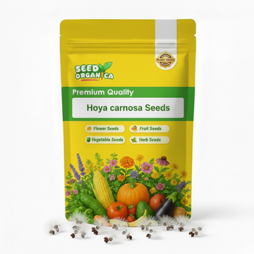 Hoya carnosa Seeds
