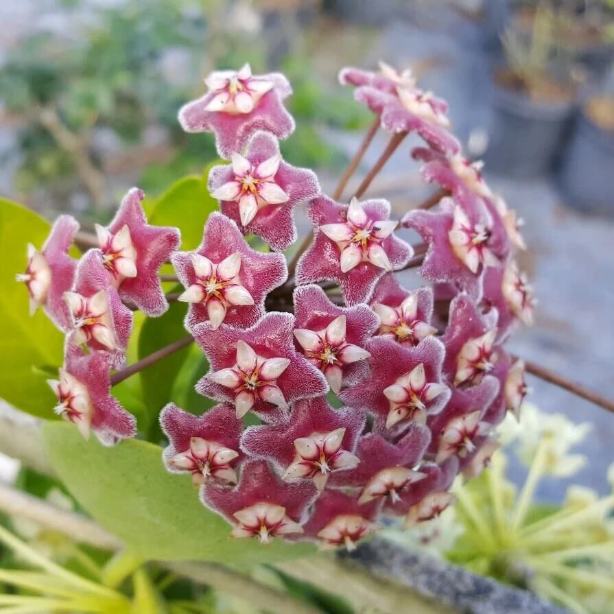 Hoya carnosa Seeds – Burgundy
