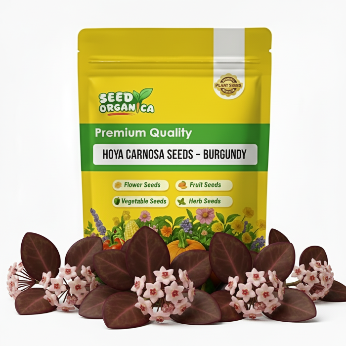 Hoya carnosa Seeds – Burgundy