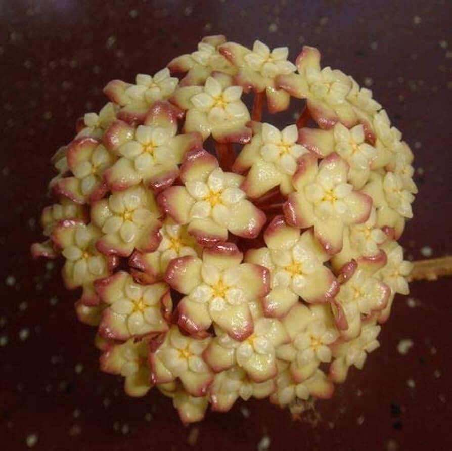 Hoya carnosa Seeds – Dark Cream