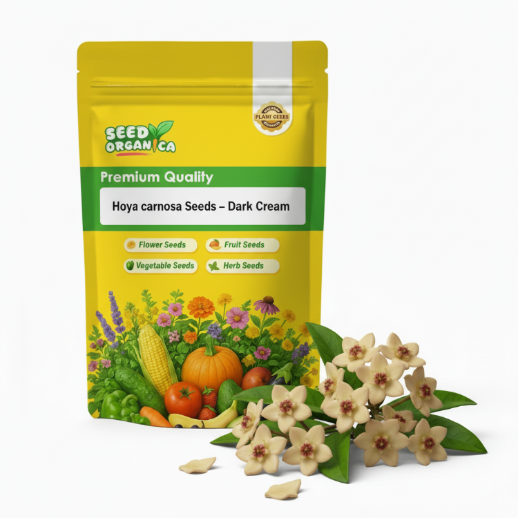 Hoya carnosa Seeds – Dark Cream
