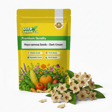 Hoya carnosa Seeds – Dark Cream