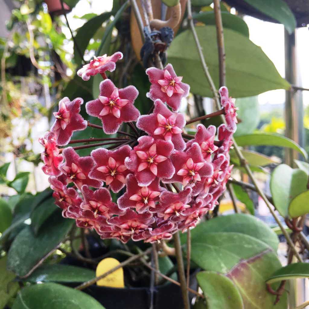Hoya carnosa Seeds – Dark Maroon