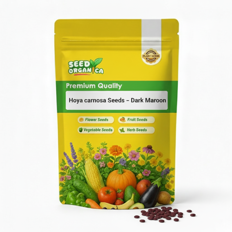 Hoya carnosa Seeds – Dark Maroon