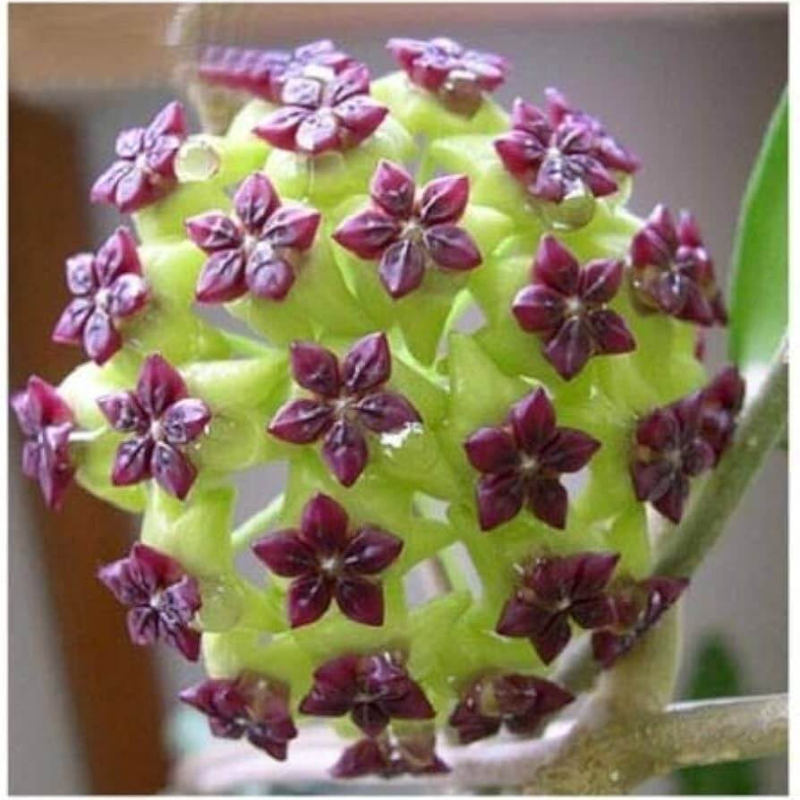 Hoya carnosa Seeds – Green Purple