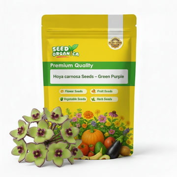 Hoya carnosa Seeds – Green Purple