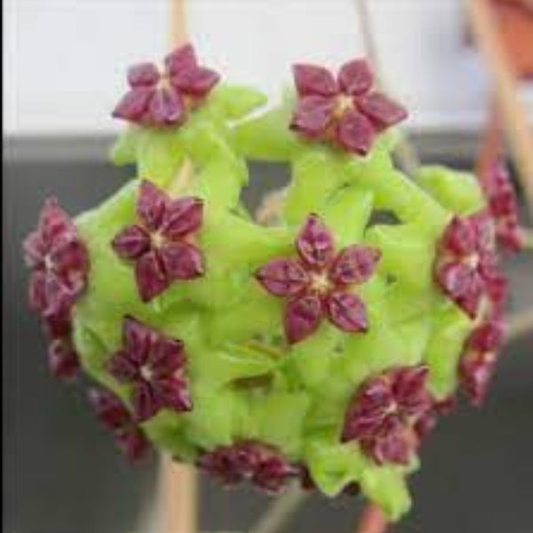 Hoya carnosa Seeds – Green Purple