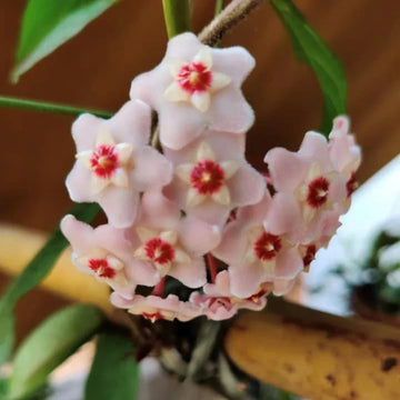 Hoya carnosa Seeds – Light Pink