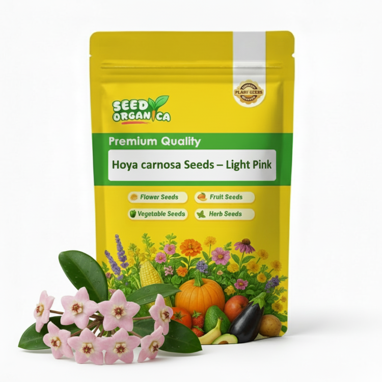 Hoya carnosa Seeds – Light Pink