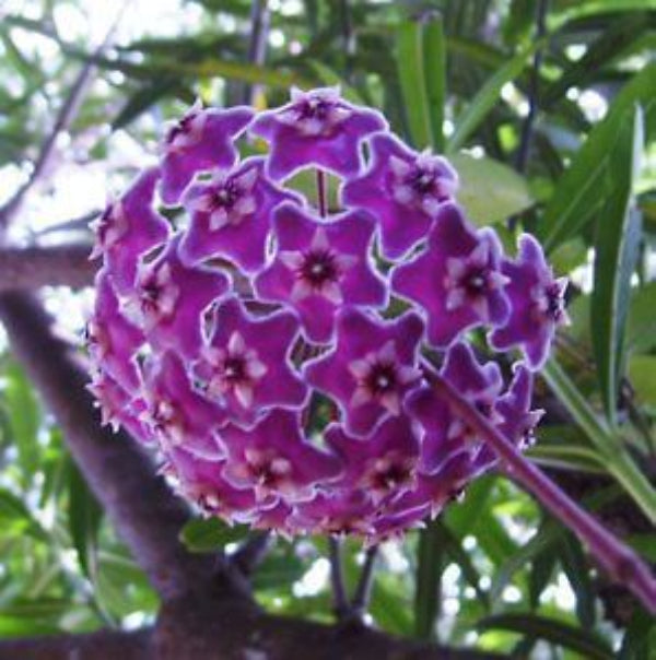 Hoya carnosa Seeds – Purple