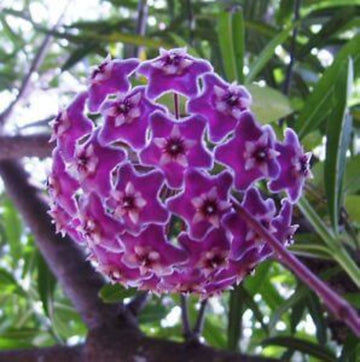 Hoya carnosa Seeds – Purple