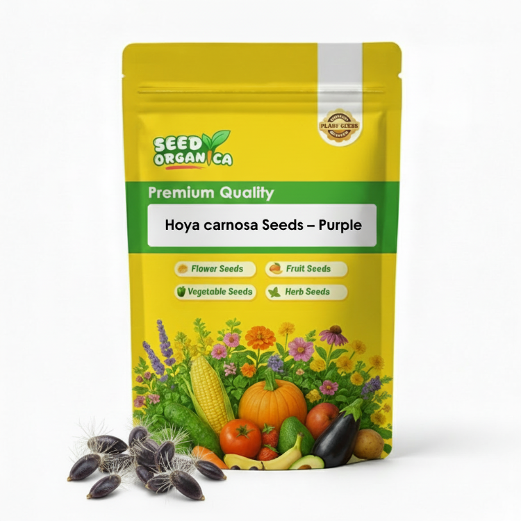 Hoya carnosa Seeds – Purple
