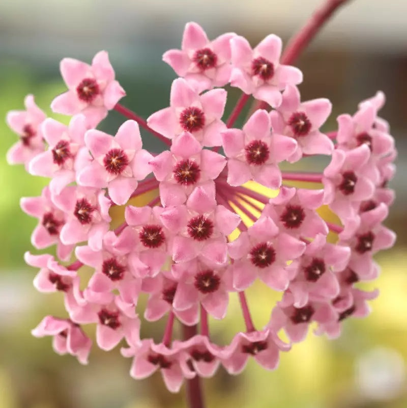 Hoya carnosa Seeds – Seasonal Bloomer