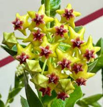 Hoya carnosa Seeds – Yellow Maroon