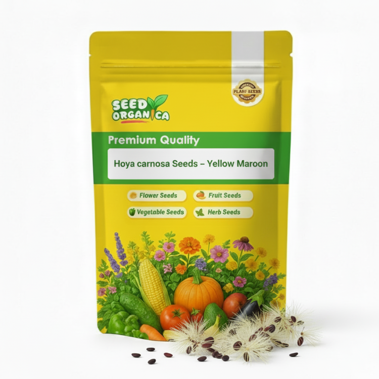 Hoya carnosa Seeds – Yellow Maroon