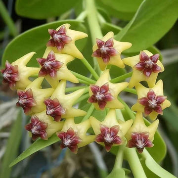 Hoya carnosa Seeds – Yellow Maroon