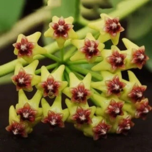 Hoya carnosa Seeds – Yellow Maroon