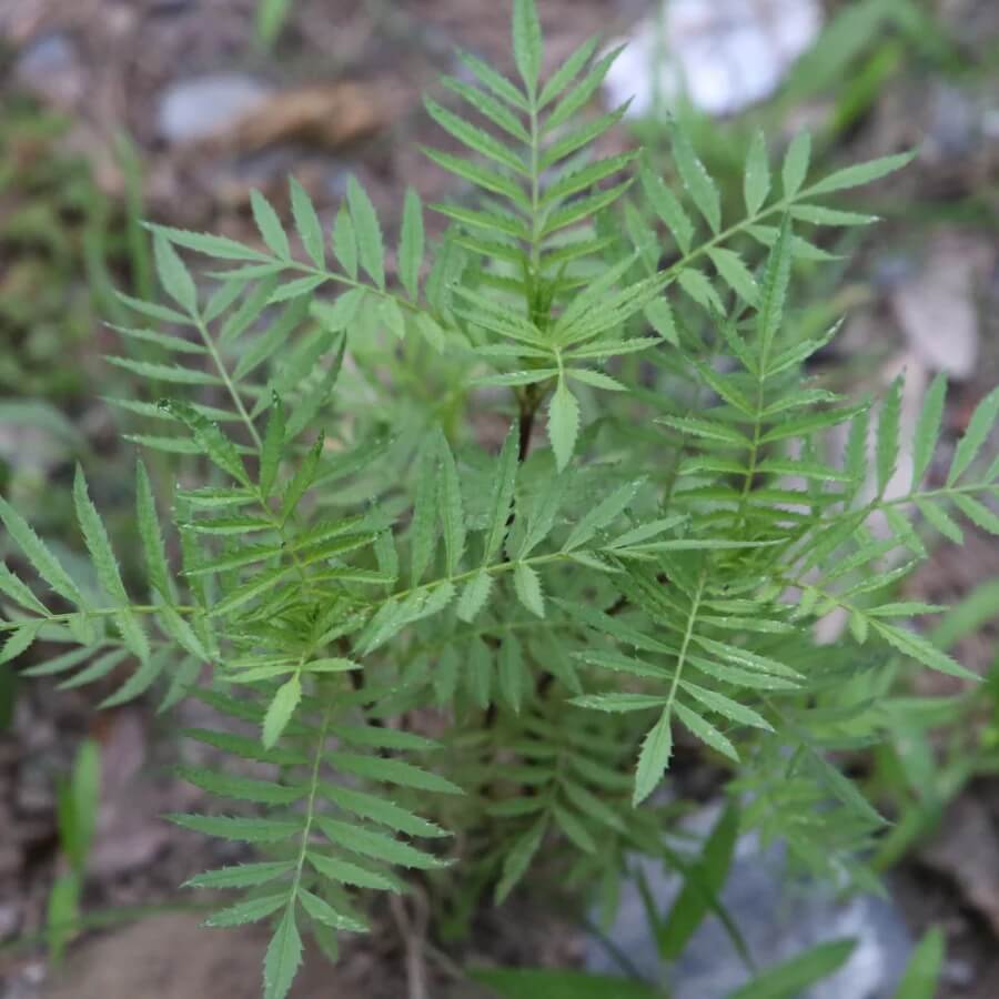 Huacatay Seeds - Herbal Plant for Home Gardens