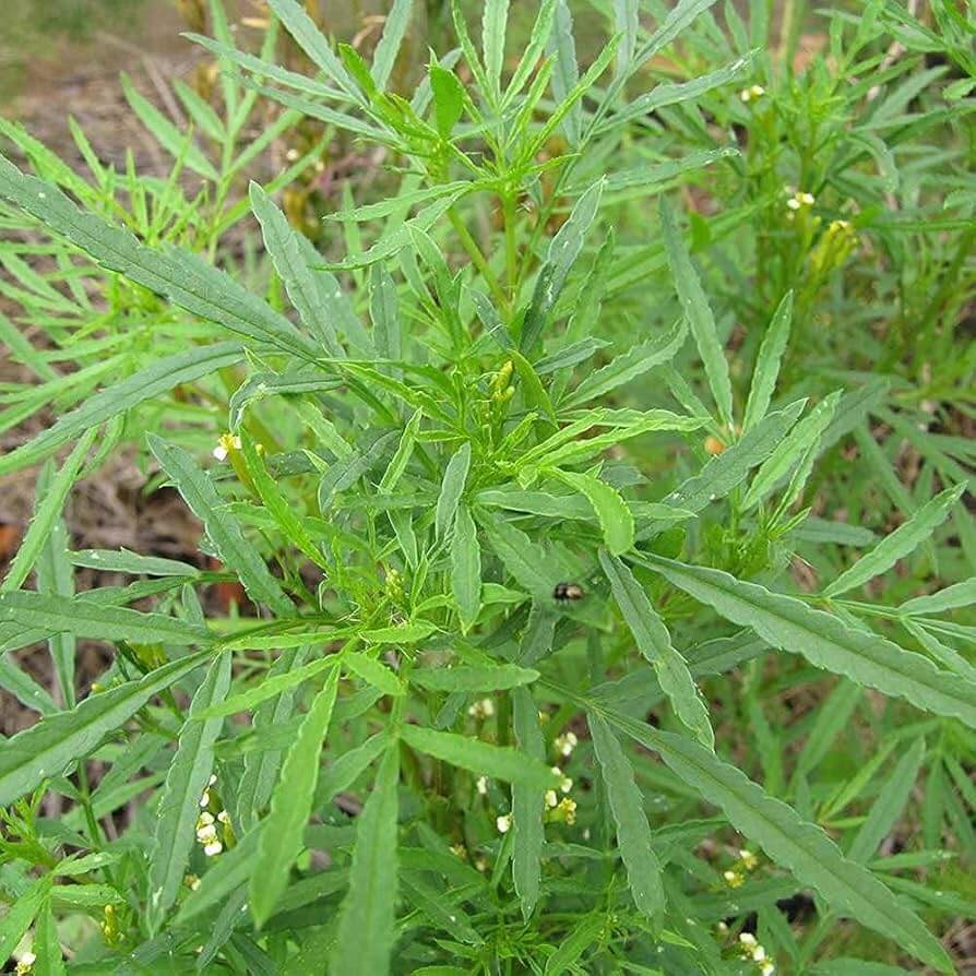 Huacatay Seeds - Herbal Plant for Home Gardens