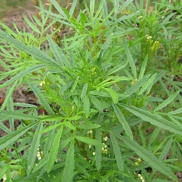 Huacatay Seeds - Herbal Plant for Home Gardens