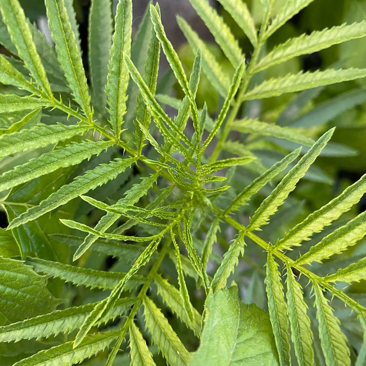 Huacatay Seeds - Herbal Plant for Home Gardens