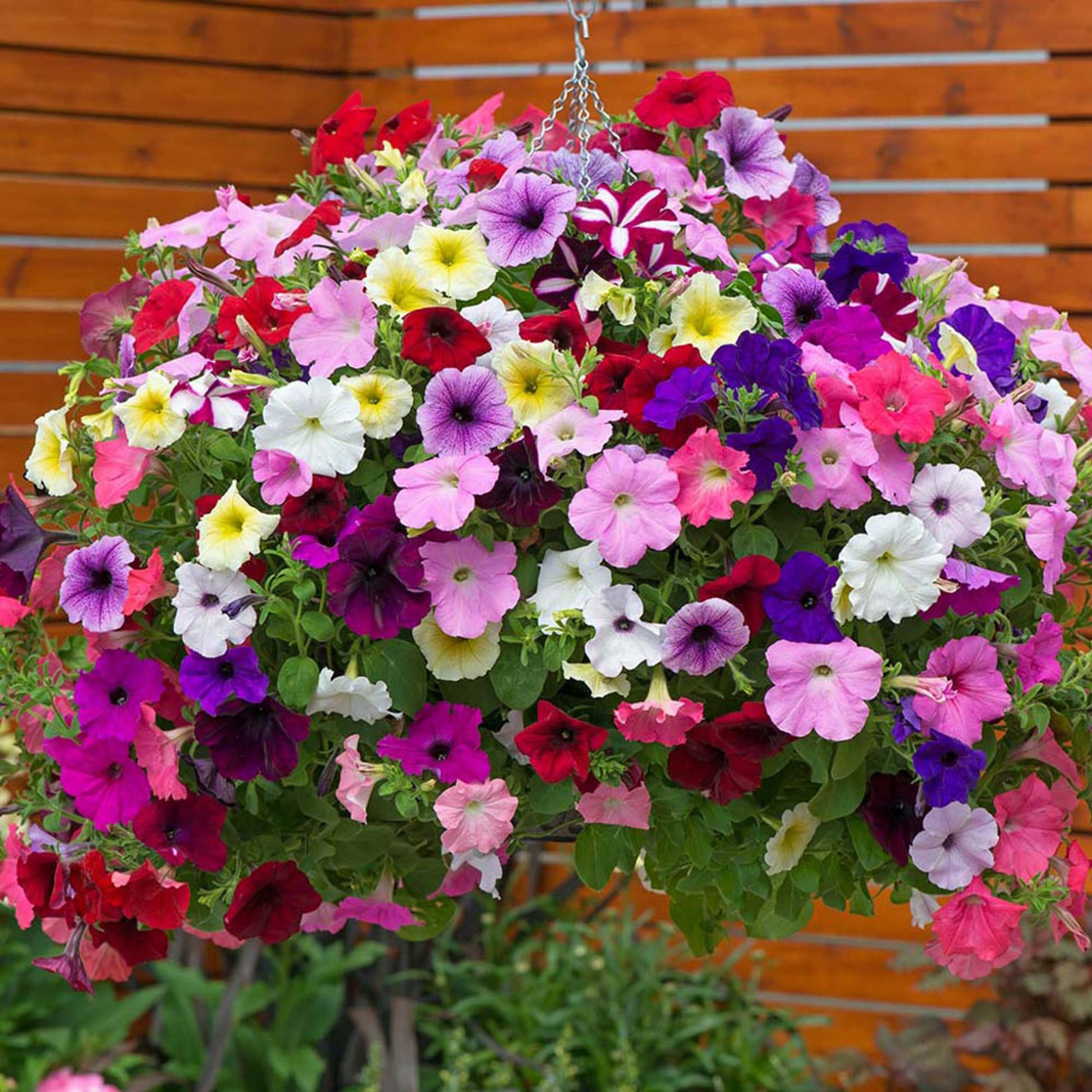 Hula Series Seeds - Flower Plant