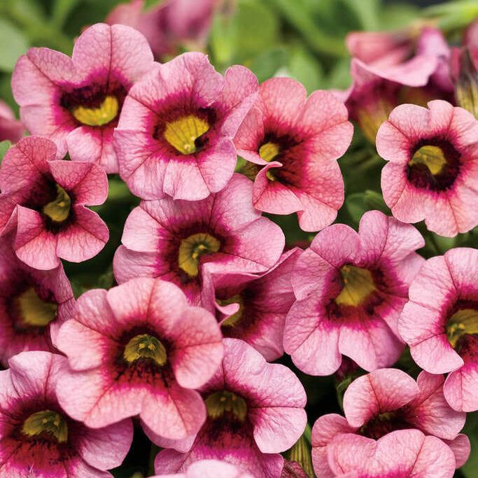 Hula Series Seeds - Flower Plant