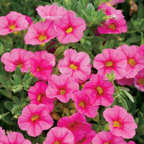 Hula Series Seeds - Flower Plant