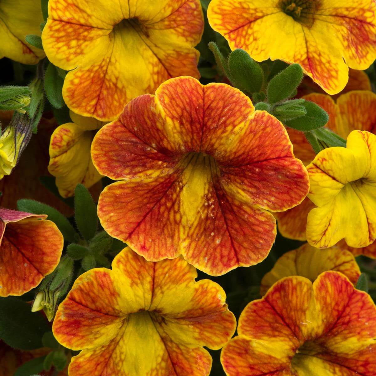 Hula Series Seeds - Flower Plant