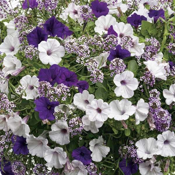 Hula Series Seeds - Flower PlantHula Series Seeds - Flower Plant