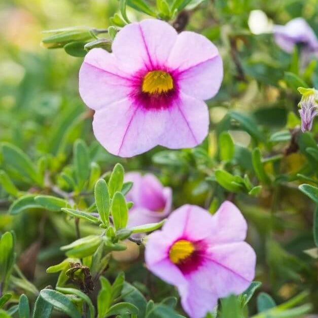 Hula Series Seeds - Flower Plant
