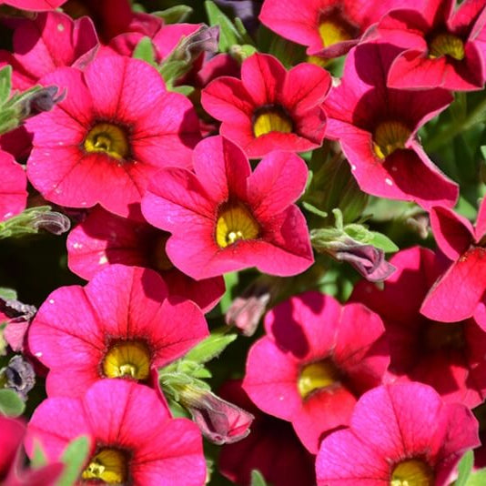 Hula Series Seeds - Flower Plant