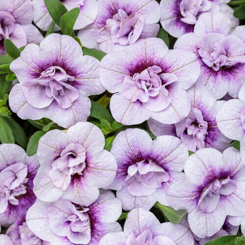 Hula Series Seeds - Flower Plant