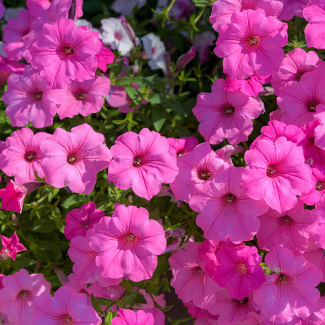 Hula Series Seeds - Flower Plant