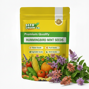 Hummingbird Mint Seeds