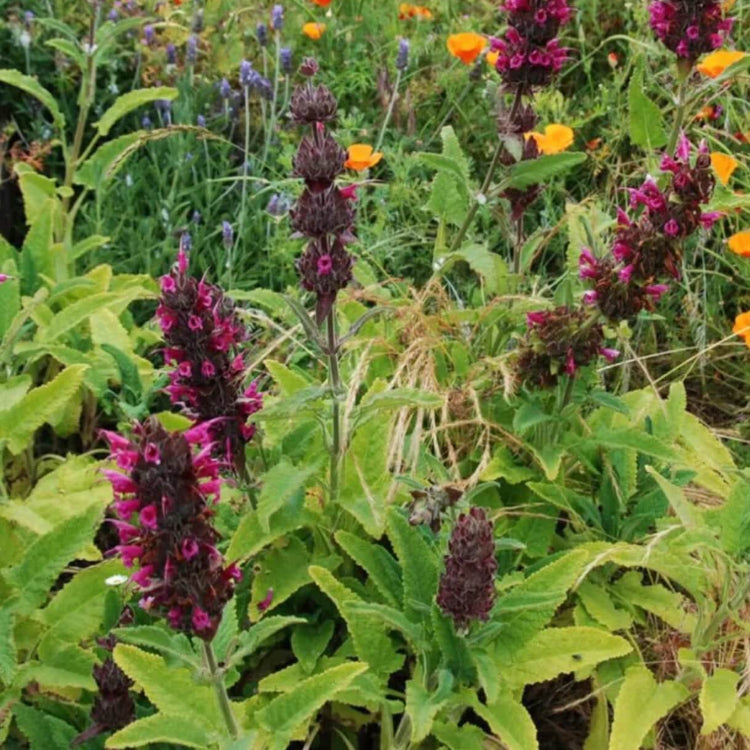 Hummingbird Sage Seeds - Herbal Plant