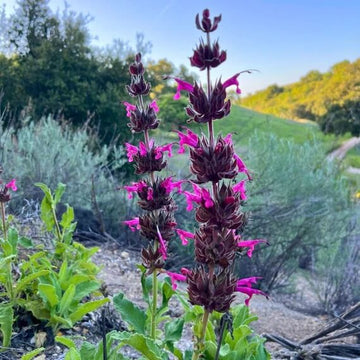 Hummingbird Sage Seeds - Herbal Plant