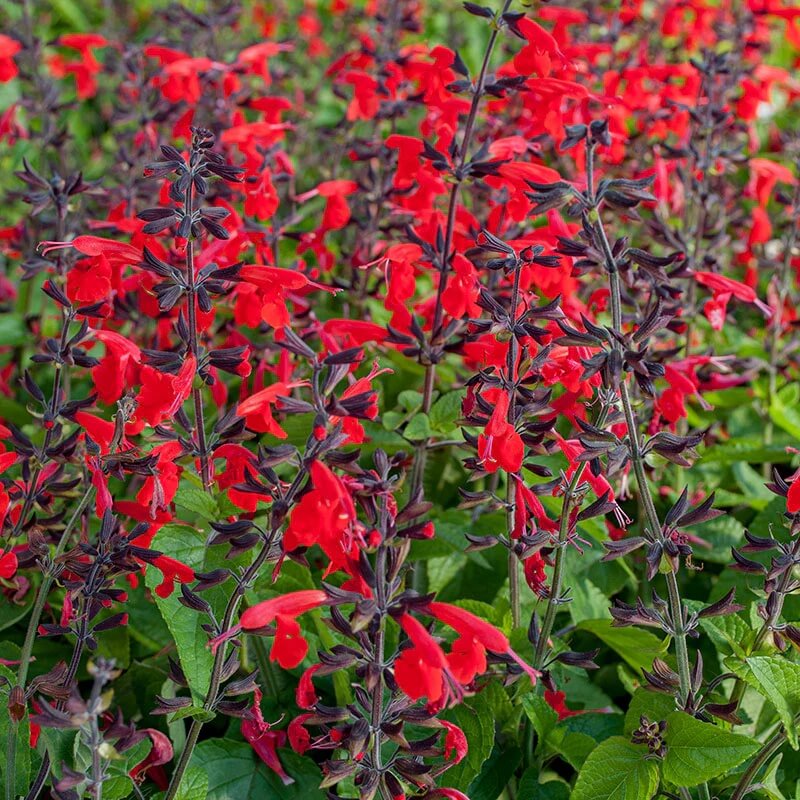 Hummingbird Sage Seeds - Herbal Plant