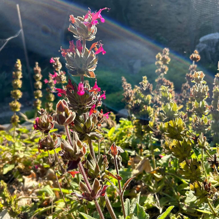 Hummingbird Sage Seeds - Herbal Plant
