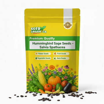 Hummingbird Sage Seeds – Salvia Spathacea