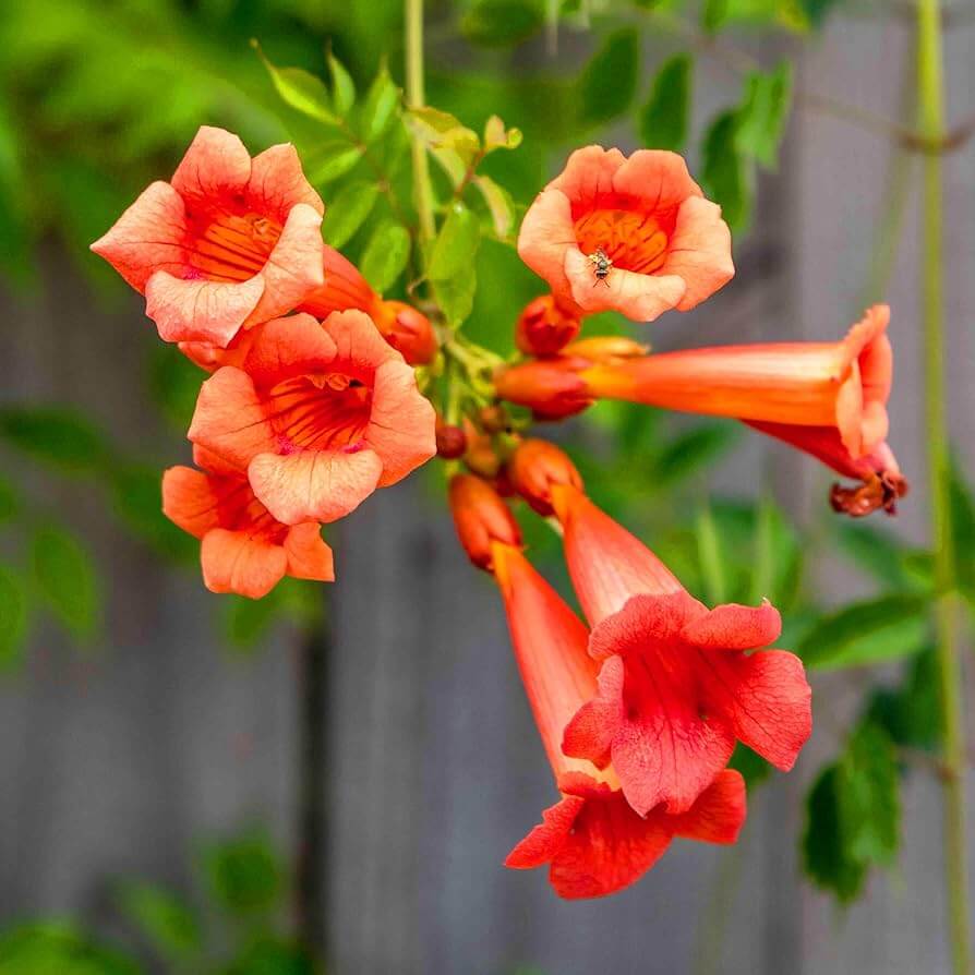 Hummingbird Trumpet Vine Seeds - Flower Plant