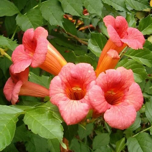 Hummingbird Trumpet Vine Seeds - Flower Plant