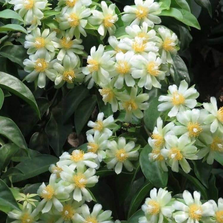 Humulus lupulus Seeds – Calypso Hops